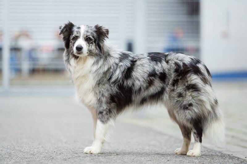 14611165_1768816150046393_3594259066871487007_n