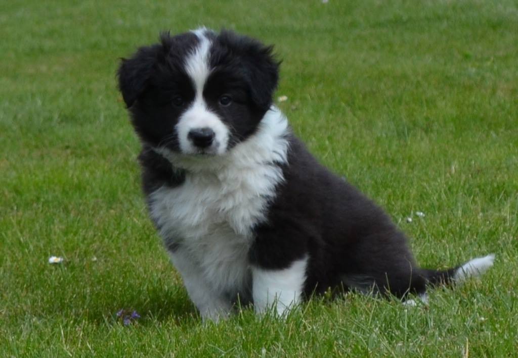 10001241_383616085114209_2085426628615512637_o