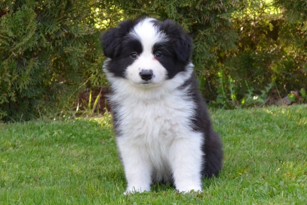 11148466_552846271524522_7946778816302577851_o