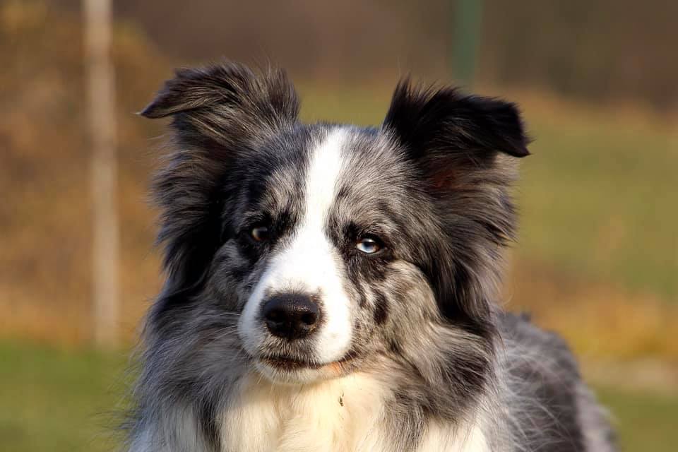 154542115_1385291405165297_3432082293570345385_n