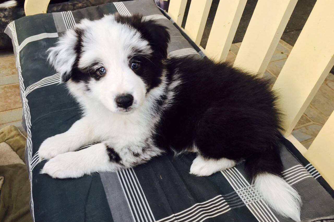 18209838_1614130615283571_295287179_o 2