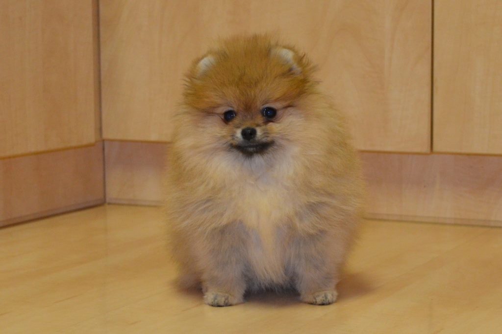 27625293_1037585239717287_7962167916278029098_o