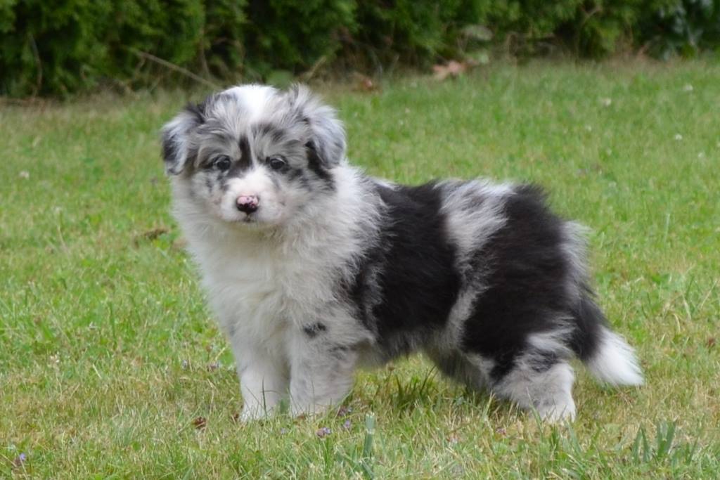 36811481_1143446752464468_5739665677283753984_n