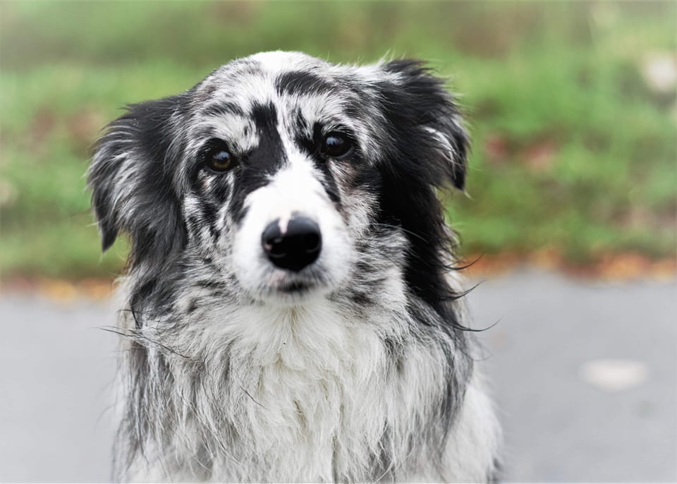 56850377_300206987580892_3583816523912839168_n