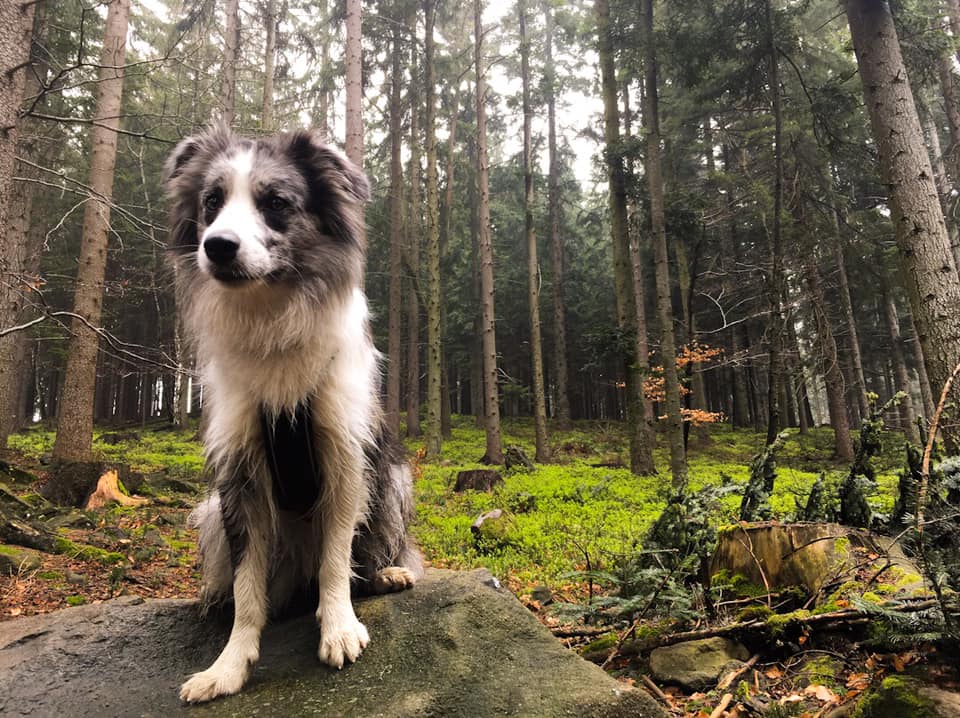 61488692_2627535057261318_8548151213114261504_n