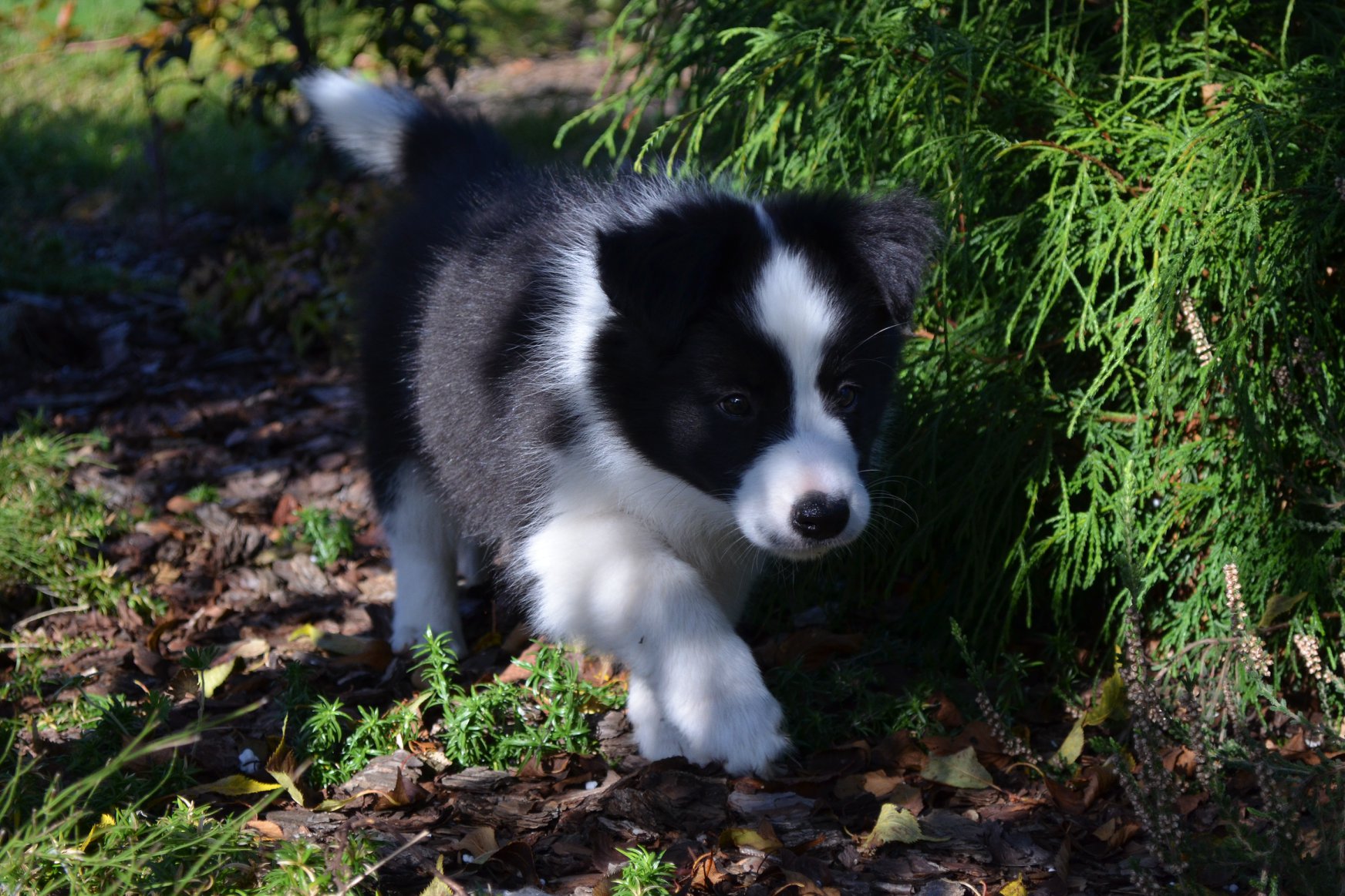 73395381_1517641255045014_706479445396946944_n