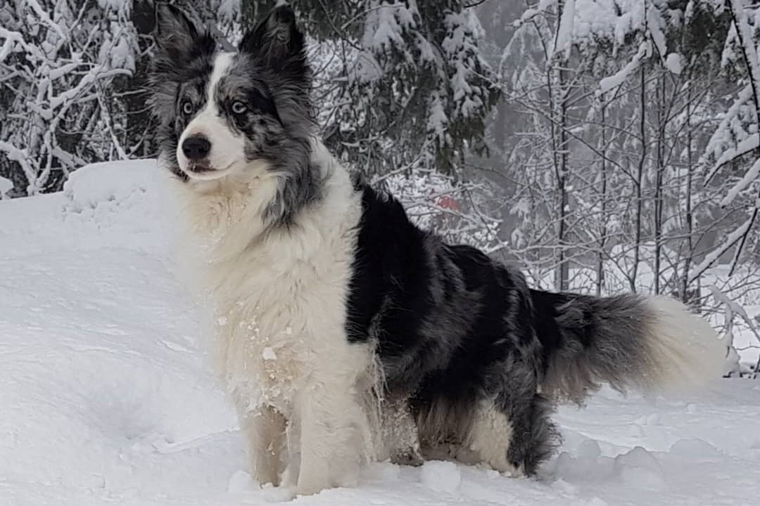 83954303_2713989598680245_1521258432487751680_n 2