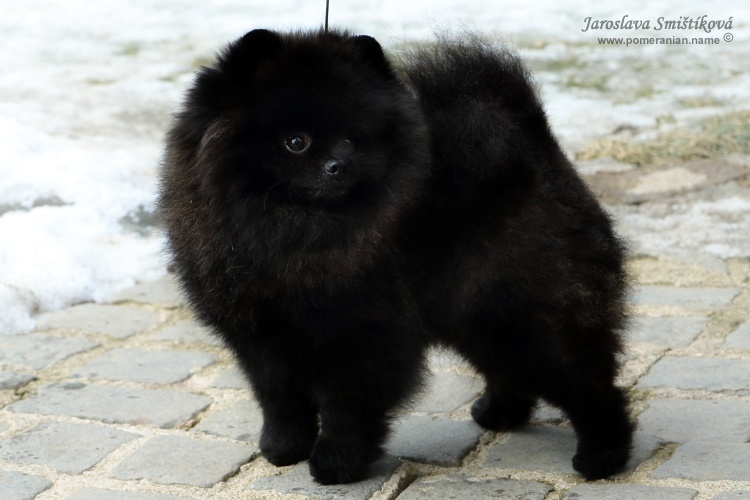 sweet_airen_barney_bloom_23months_167_750