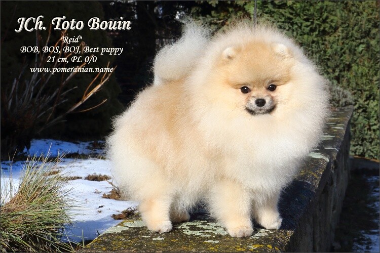 toto_bouin_13m_165_promo_750